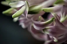 Finger flower 