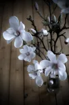 Magnolia