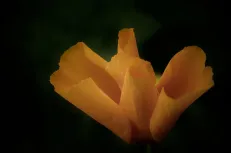 Orange poppy