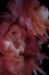 Petal facets