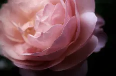 Solar petals 