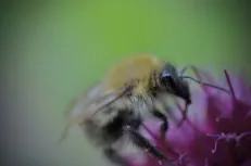 Tender kiss 