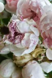 Tenderly aging
