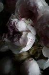  Tenderly aging dark