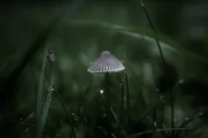 Umbrella