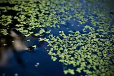 water surface tension