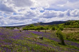 MC 19 029 -  - cloudy landscape - large wall mura