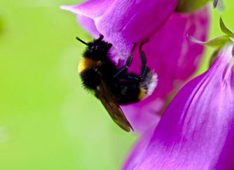 MC 19 039 - rare bee in the garden of Dartmoor zoo - wildlife photogra