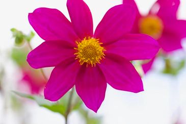 MC 19 054 - Spring is here - flower close up photography - custom pict