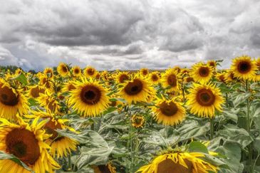 MC 20 120 - sunflower - bespoke frame design - picture framing - brist