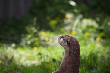 MC 23 347 - Otter at Buckfast