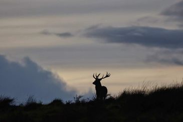 MC 23 355 - Bespoke photography - silouhette of a stag at dawn - lands