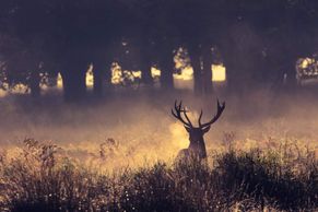 MC 23 357 - nature photography - stag in the mist fog - artsy