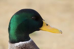 MC 23 358 - mallard - duck - nature photography