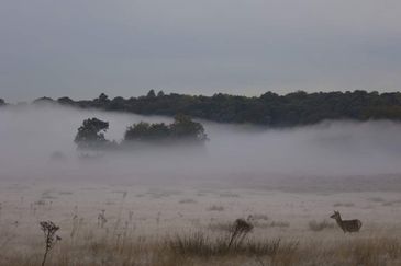 MC 23 359 - morning mist - landscape photography - stag in the mist