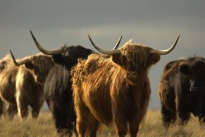 MC 23 361 - nature photography - yaks - highand cows