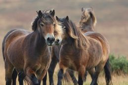 MC 24 446 - Dartmoor Ponies