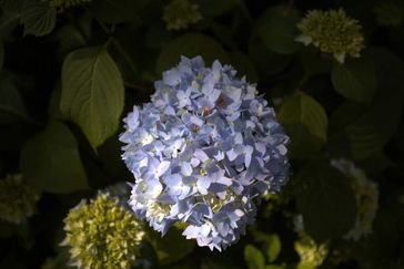 MC 24 452 