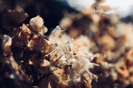 MC 25 489 - Winter Garde 