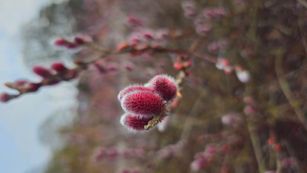 MC 25 490 - Wisley 2 