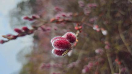 MC 25 490 - Wisley 2 