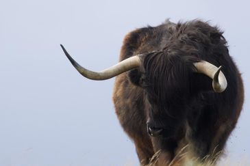 mc 24 400 -  Beast of Exmoor August 23