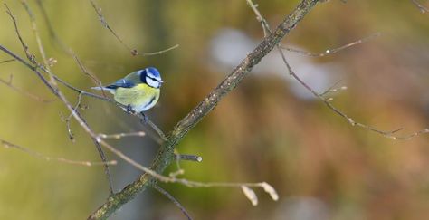 NE 23 114 - blue tit 3