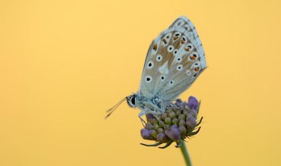 NE 23 115 - Butter background