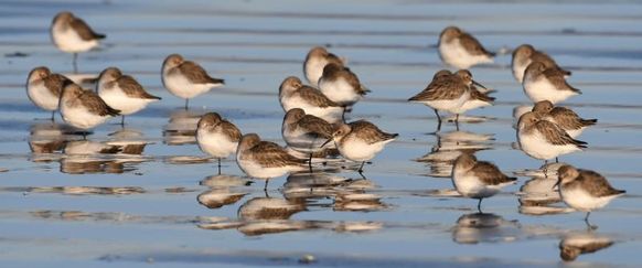 NE 23 128 - Dunlin