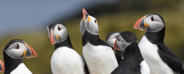 NE 23 132 - Puffins