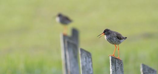 NE 23 134 - Redshanks