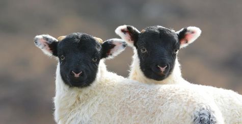 NE 23 141 - Twin lambs