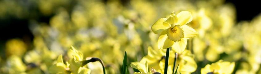 NE 23 144 - Daffodils