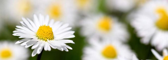 NE 23 145 - Daisies