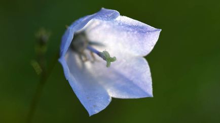 NE 23 146 - Harebell