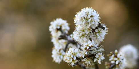 NE 23 147 - Hawthorn Blossom