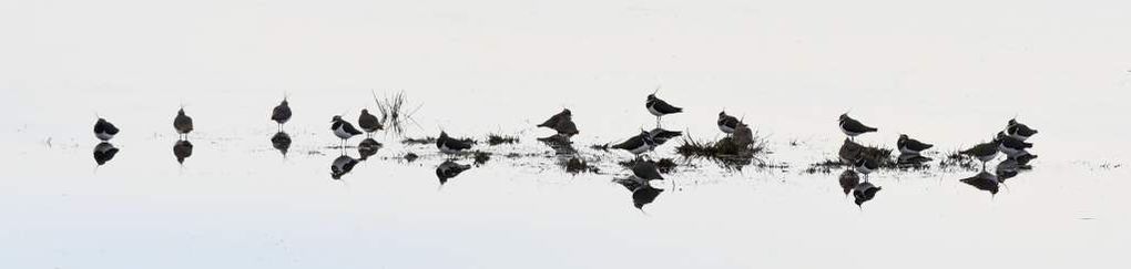 NE 23 148 - Lapwings