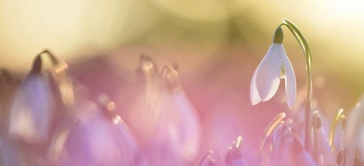NE 23 149 - Snowdrops