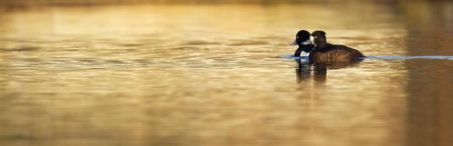 NE 24 203 - Tufted ducks