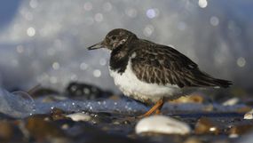 NE 24 204 - Turnstone