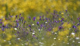 NE 24 207 - Wildflowers 1