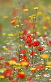 NE 24 208 - Wildflowers 2