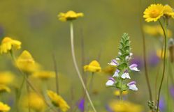 NE 24 209 - Wildflowers 3
