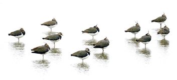 NE 25 210 Lapwings highkey