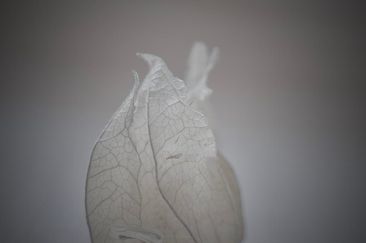 UW 18 020  - beauty in nature - frames designers - photography - galle