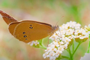 UW 18 075 - butterfly - photography - prints - frames - home decor