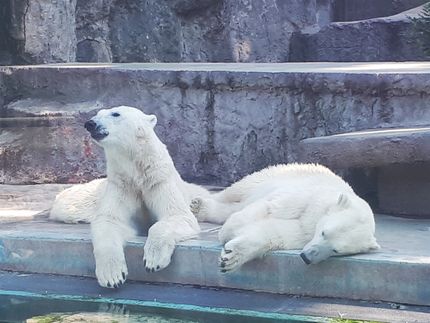 Polar bears at City Park Zoo.