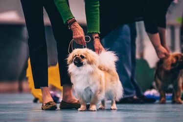 Hund-ML-Almgren-240413-100-5811