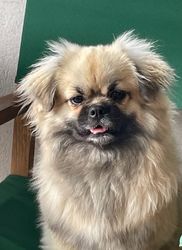 Welladays Tibetansk Spaniel