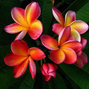 polynesie nature guided tours tour guide discovery découverte
